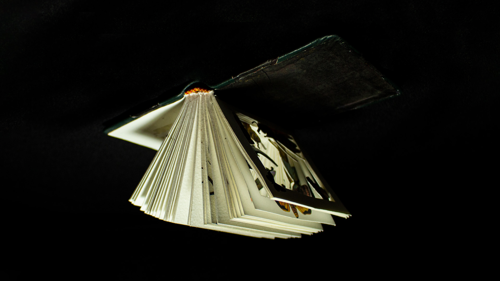 libro_mariposa